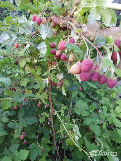 Саженцы малины Ровница