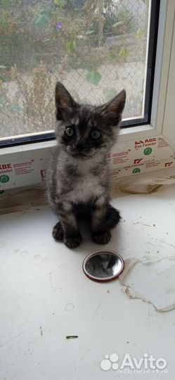 Котик в добрые руки