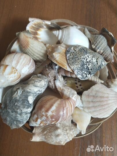Набор морских ракушек в корзинке
