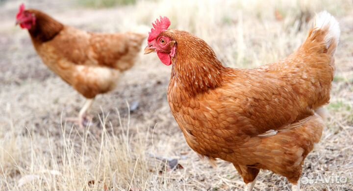 Куры несушки