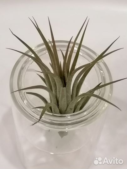 Тилландсия атмосферная