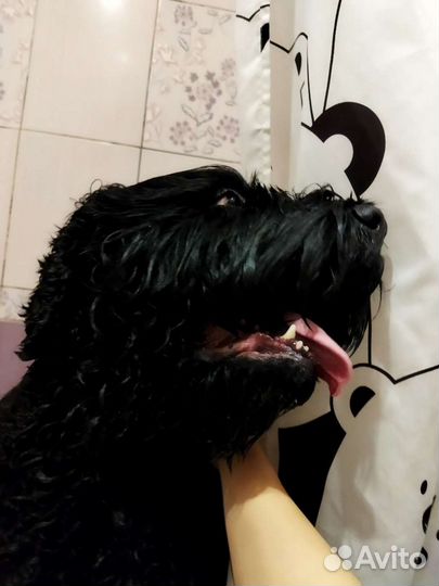 Гостиница для собак, передержка собак, зооняня