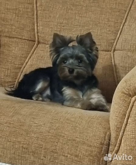 Йоркширский терьер