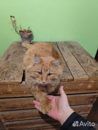 Котики в добрые руки