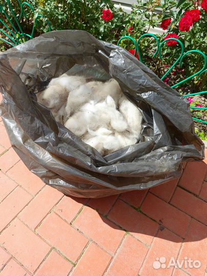 Собачья шерсть продажа
