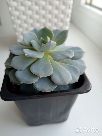 Суккуленты Жемчужина Нюрнберга