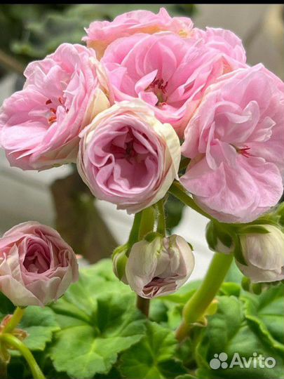 Пеларгония герань