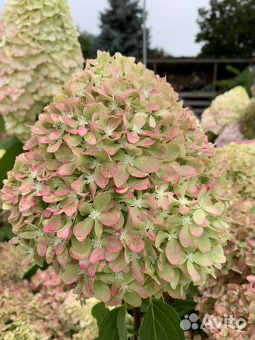 Гортензия Bonfire черенки