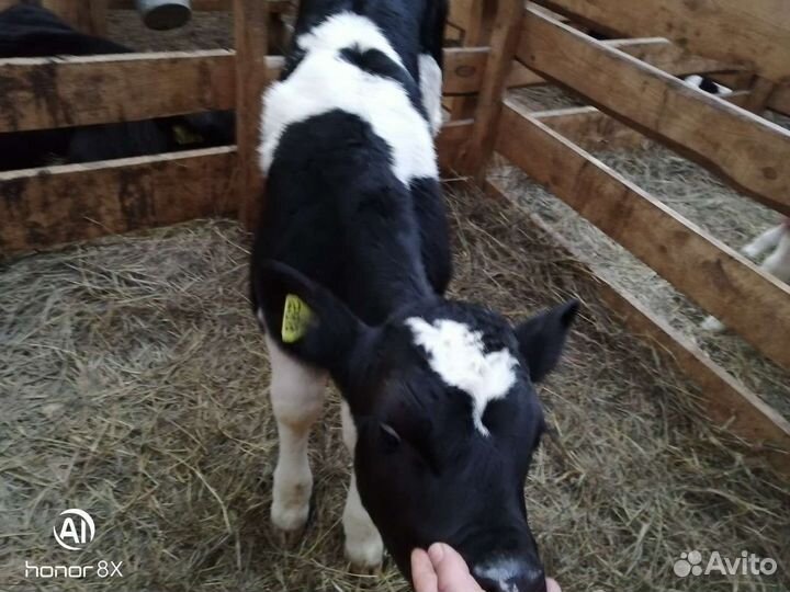 Быки на откорм