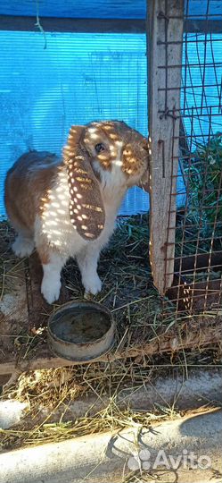 Кролики французский баран