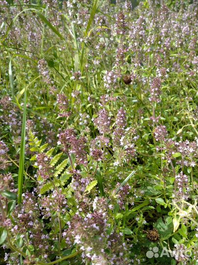 Тимьян (чабрец) высушенный