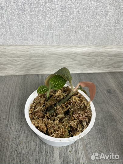 Орхидея Лудизия