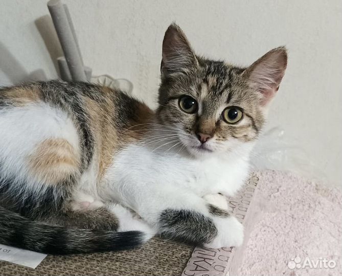 Котёнок 5 мес., девочка