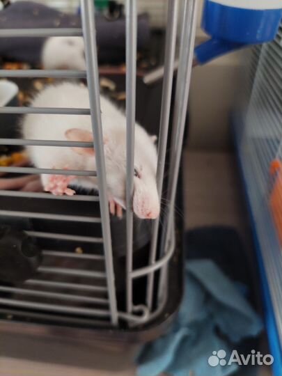 Крыса дамбо