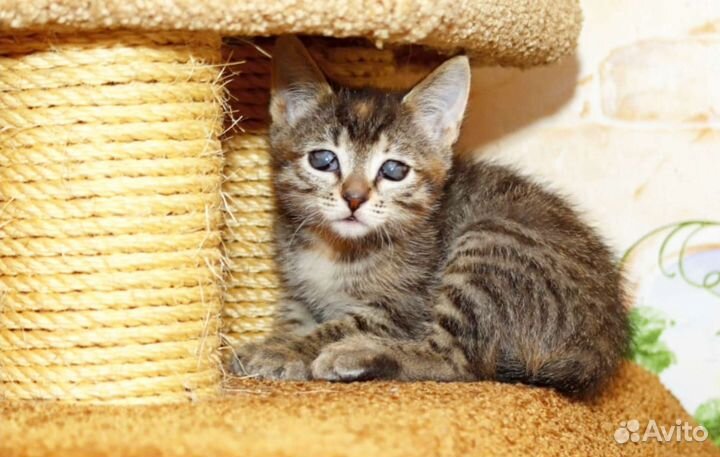 Котята и котики, слепые, особенные, инвалиды