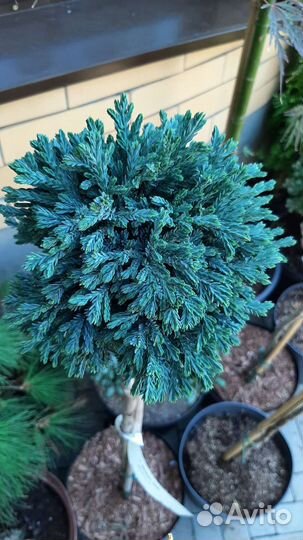 На штамбе редкости хвойные новая поставка
