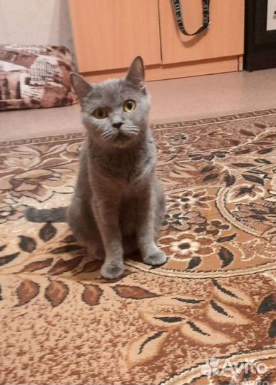 Британские котята