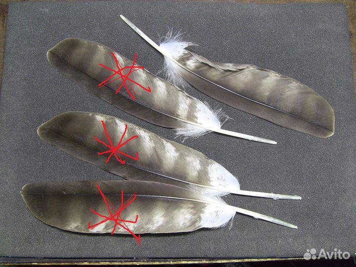 Перья орла для творчества