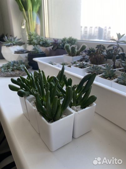 Суккуленты