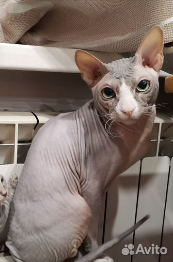 Донской голубой сфинкс