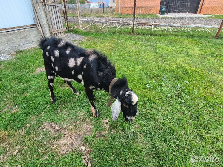 Англо нубийские козы,козлята