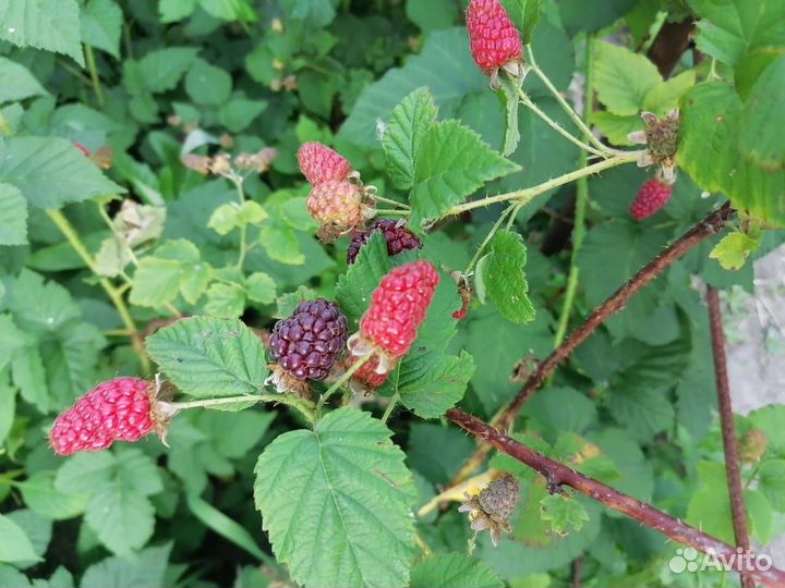 Ежемалина тайбери