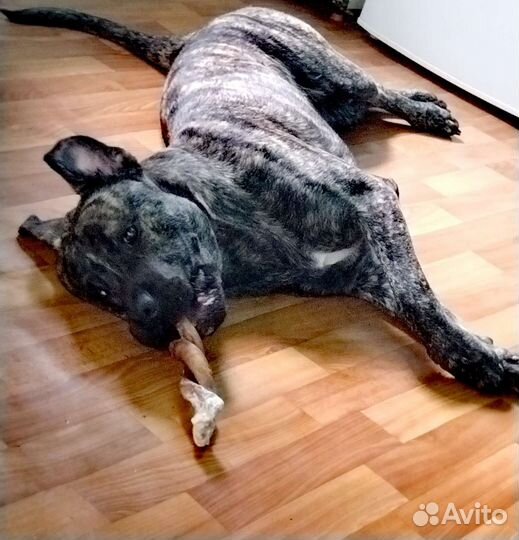 Алано эспаньол