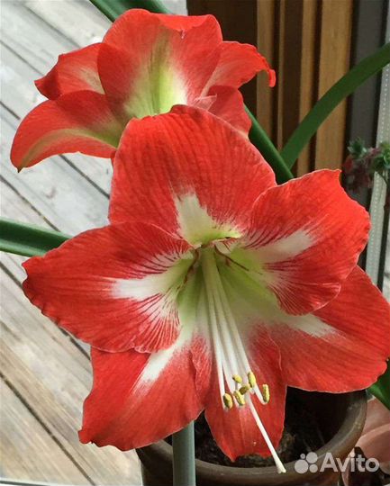 Гиппиаструм