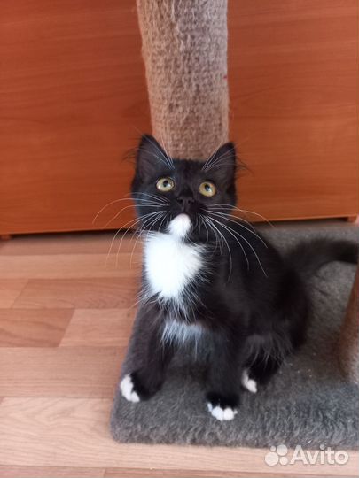 Котенок девочка