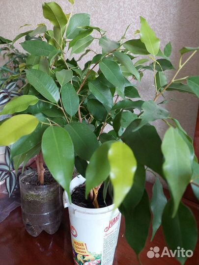 Фикус бенджамена