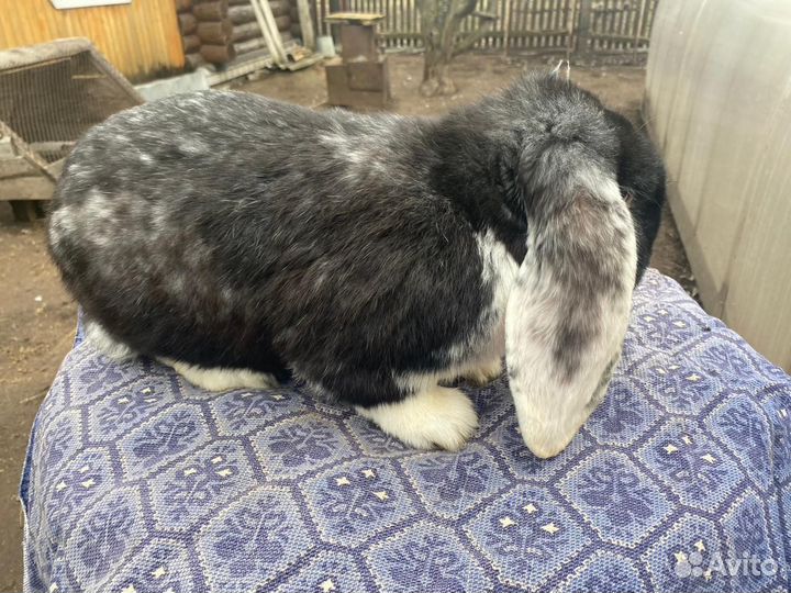 Продам кроликов. Порода 