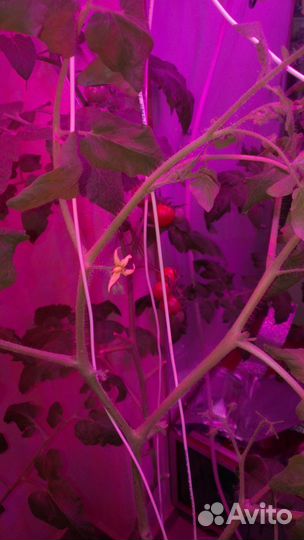 Фитосветильники для растений