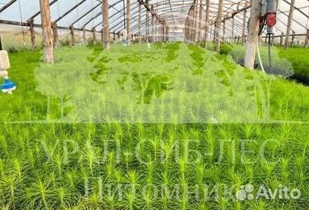 Лиственница Сибирская зкс сеянцы