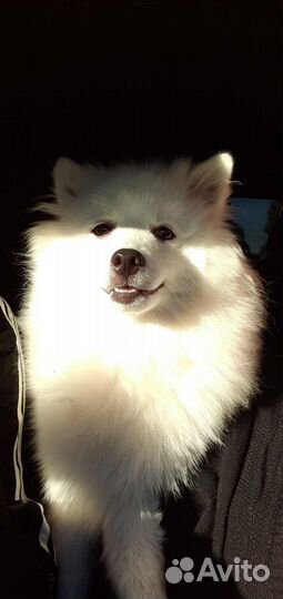 Японский шпиц щенки