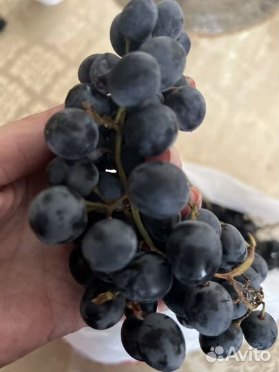 Виноград