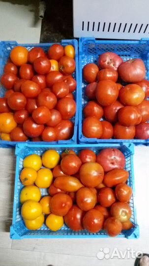 Продам домашние помидоры