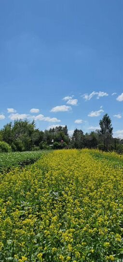 Участок 13 сот. (ИЖС)