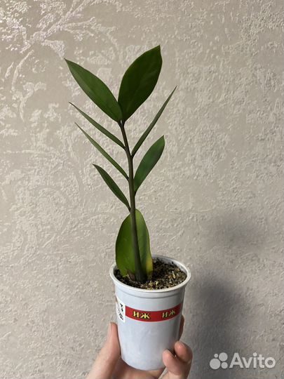 Замиокулькас micro dark