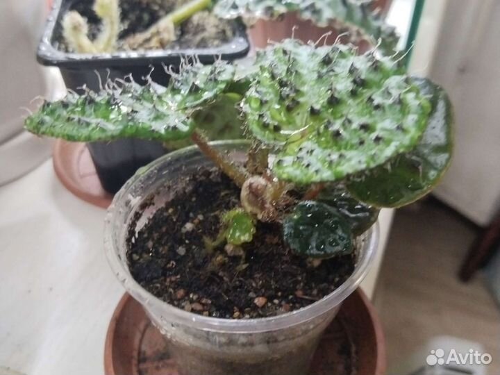 Бегония Меланобулата