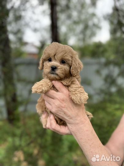 Мальтипу f1 мини