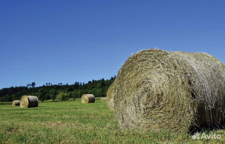 Продам сено 500 тюк