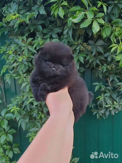 Померанский шпиц мальчик