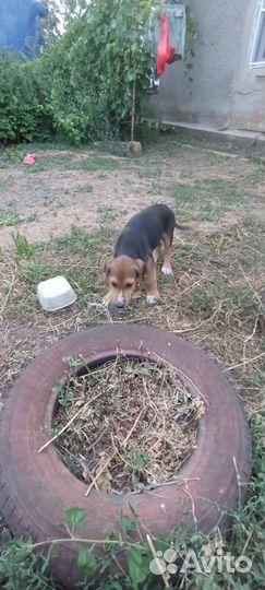 Щенки русской гончей