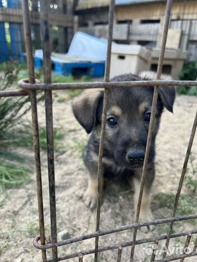 Самая серьезная кроха-щенок из приюта ищет дом