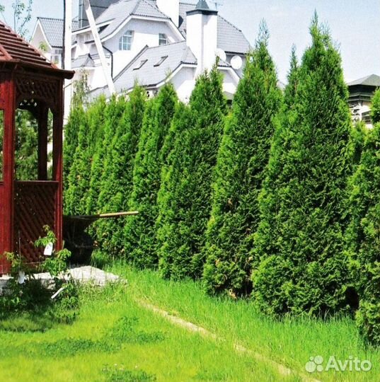 Живая изгородь из туи