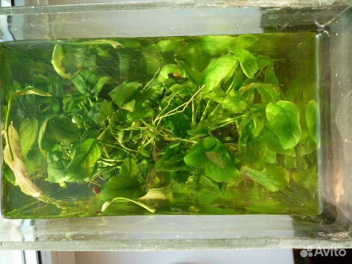 Аквариумные растения обмен