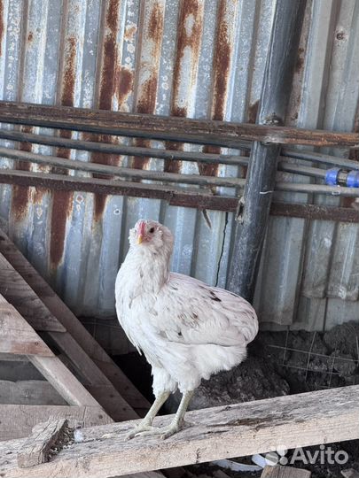 Араукана цыплята