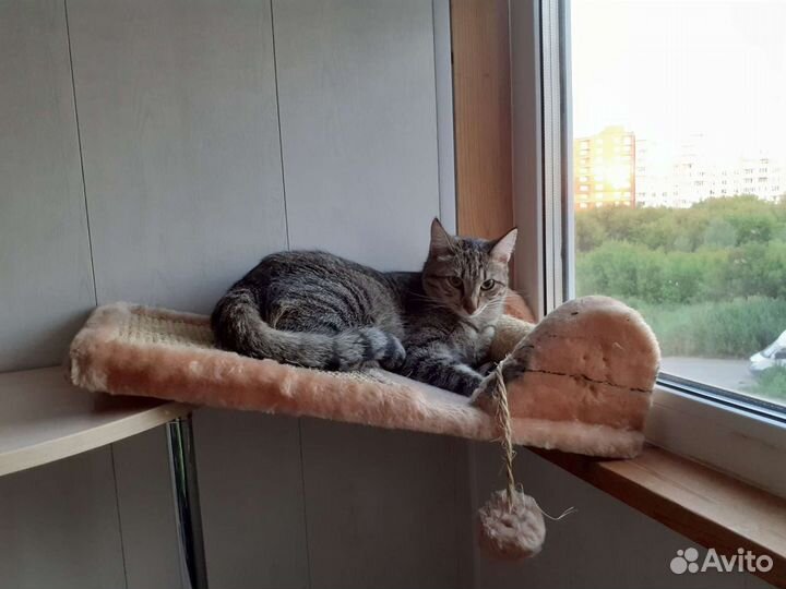 Передержка кошек, котоняня, гостиница для кошек