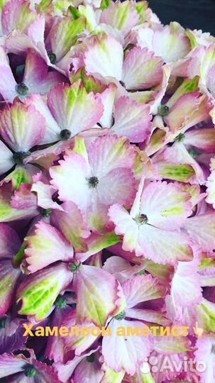 Гортензия красная