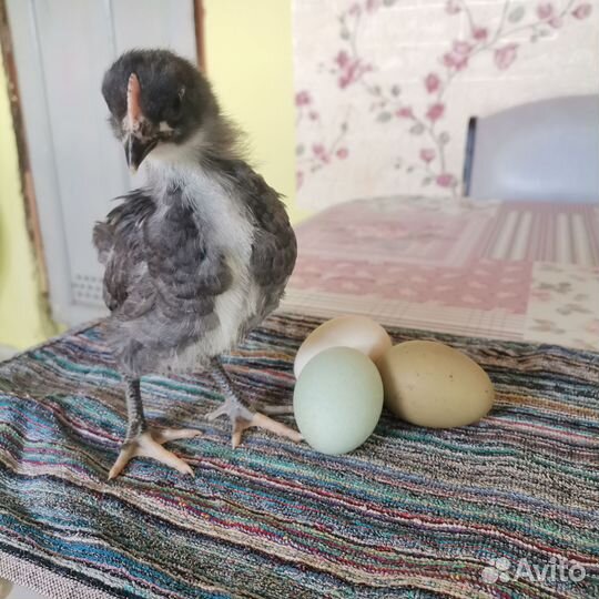 Продажа цыплят